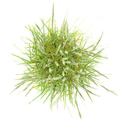 Green Chinese silver grass isolated on transparent Canvas from top view