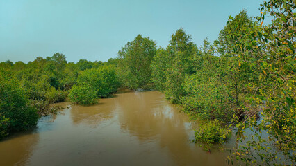 Fototapeta premium river with muddy water in the mangroves forest.