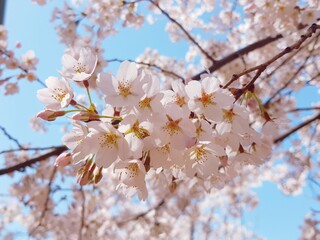 Obraz premium 벚꽃