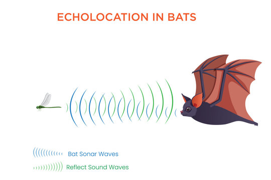 Echolocation in Bats Using Sound Waves to Navigate and Hunt in the Dark