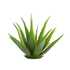 A single aloe vera plant with thick, spiky leaves, isolated on a transparency background