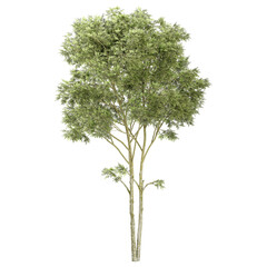 3d rendering of Australian Eucalyptus tree isolated on transparent Canvas