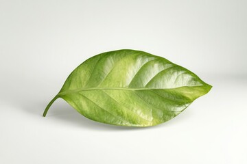 Obraz premium green spring leave isolated on white background