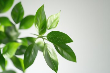 green spring leave isolated on white background