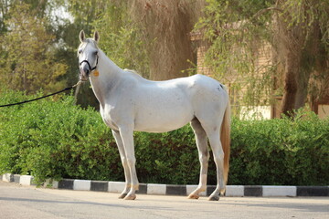 The beauty of purebred Arabian horses around the world.