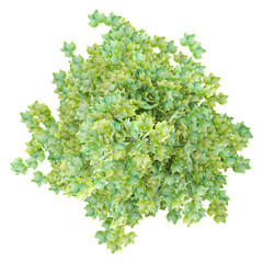 Obraz premium 3d illustration of Maple plant isolated on transparent canvas from top view