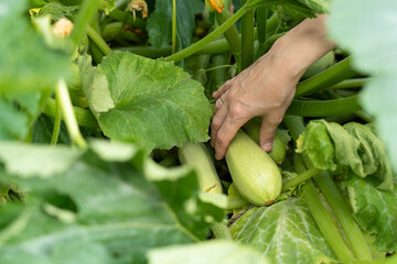 A farmer picks a ripe zucchini from a garden bed