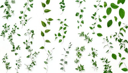 Fototapeta premium Fresh Green Leaves Pattern on White Background