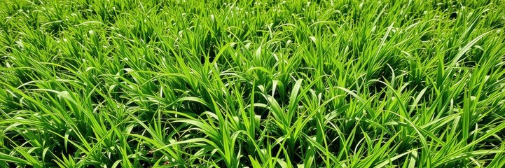 Obraz premium Vibrant green grass in a sunny meadow, perfect backdrop for nature concepts, vibrant, landscape, texture
