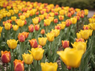Fototapeta premium Vibrant line of yellow tulips stretching across a green field, field, tulips, yellow