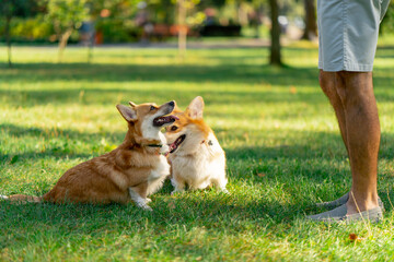 in the park on the lawn two young corgis beg for treat from the owner training commands walking...