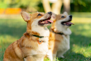 closeup dog in the park on the lawn two young corgis beg for treat from the owner training commands...