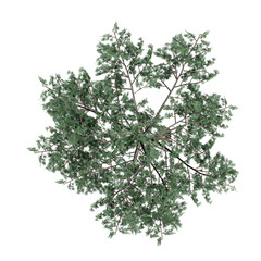 Obraz premium collection of Pinus tree with realistic style from top view