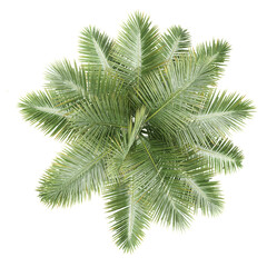 Collection of Royal palm isolated on transparent Canvas from the top view