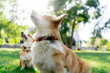 in the park on the lawn two young corgis beg for treat from the owner training commands walking...