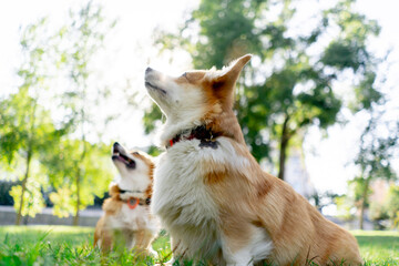 in the park on the lawn two young corgis beg for treat from the owner training commands walking...
