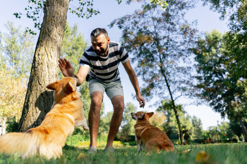 low shot in the park on the lawn two young corgis beg for treat from the owner training commands...