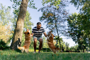 low shot in the park on the lawn two young corgis beg for treat from the owner training commands...