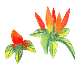 Red hot pepper bush watercolor set