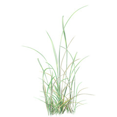isolated tropical green grass on transparent Canvas