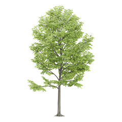 Fototapeta premium set of Norway maple plant isolated on transparent Canvas