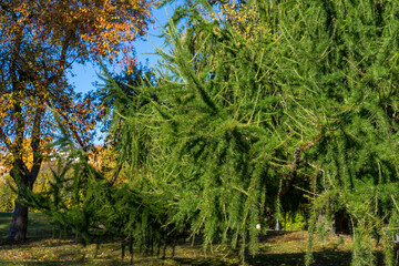 Fototapeta premium Green branches of larch in autumn park