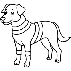  a dog with a bandage a dog get sick hurt wounded