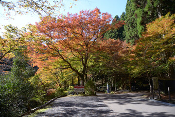 高雄　山の紅葉　京都市右京区梅ヶ畑