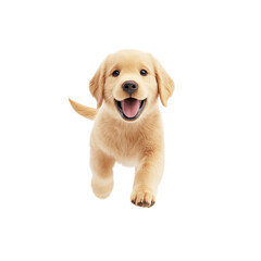 Happy Puppy Running Towards Camera Displaying Energy and Joyful Expression in Bright Natural Environment Capturing Playful Spirit of Young Dog in Action