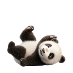 Obraz premium Playful Baby Panda Rolling on Its Back in a Cheerful Manner with a Joyful Expression, Capturing the Essence of Playfulness and Innocence in Nature