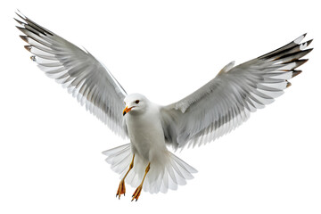 Fototapeta premium Front view, Seagull is spreading its wings and flying isolated on a transparent background
