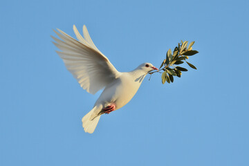 Fototapeta premium A white dove holding an olive branch in its beak, flying against a soft, clear sky