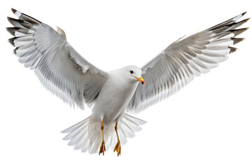 Front view, Seagull is spreading its wings and flying isolated on a transparent background