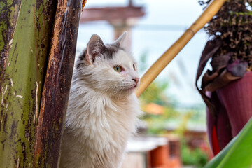 Closeup of a white cat with a black head