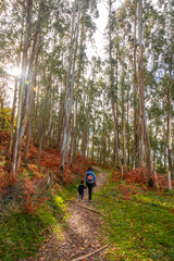 Obraz premium A man and a child are walking through a forest