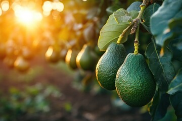 Serene avocado grove in golden hour light for nature and agricultural inspiration