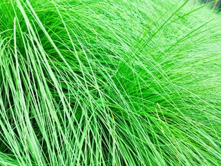 Obraz premium green grass background