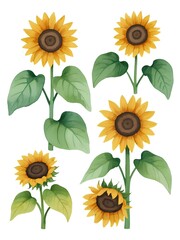 Obraz premium Watercolor Sunflowers Bouquet, Sunflower Clipart, Sunflower for Sublimation, Cut Files, Cricut, Invitation Decoration, Wall art, White Background