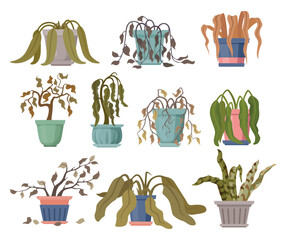 Withered houseplant in pot leaves droop hang foliage lifeless dead flower set vector flat
