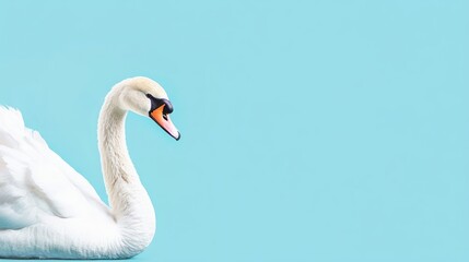 Fototapeta premium A serene swan gracefully poses against a vibrant blue background.