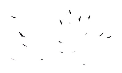 A flock of birds in flight isolated on a white background