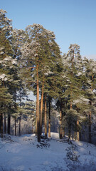 First winter snow in pine forest. Snowy winter forest with rays of sun. Riga, Bikernieki forset, Latvia.