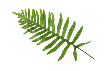 Polypodium vulgare,common polypody or meadow fern green frond isolated transparent png © photohampster