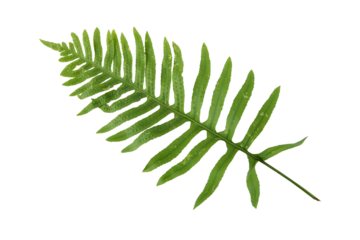 Polypodium vulgare,common polypody or meadow fern green frond isolated transparent png