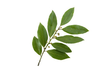 Laurus nobilis,bay tree,bay laurel,sweet bay,true laurel or Grecian laurel branch with leaves and buds isolated transparent png