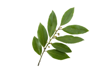 Laurus nobilis,bay tree,bay laurel,sweet bay,true laurel or Grecian laurel branch with leaves and buds isolated transparent png