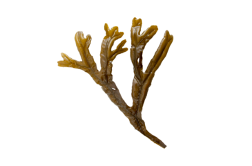 Fucus ceranoides brown algae branch isolated transparent png