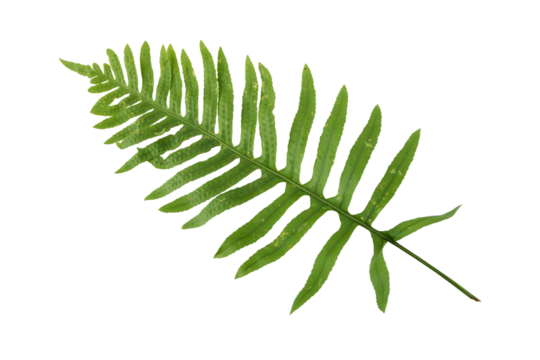 Polypodium vulgare,common polypody or meadow fern green frond isolated transparent png