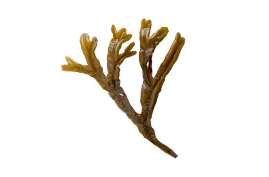 Fucus ceranoides brown algae branch isolated transparent png