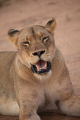 Obraz premium Lioness in Kruger Park